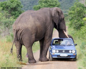 elefante amassando carro