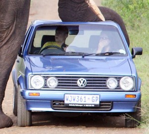 elefante2