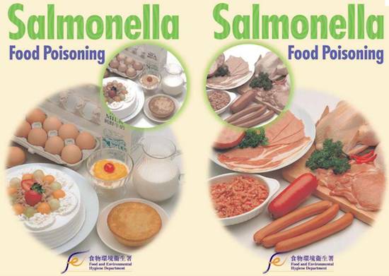 salmonella sintomas salmonella sintomas