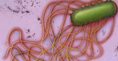 sintomas da salmonella sintomas da salmonella