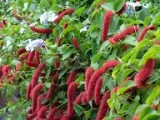Canteiro de flores