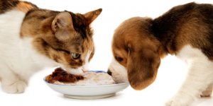 caes e gatos cebola e alho