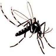 Vírus Chikungunya - Sintomas e Cuidados