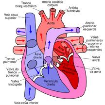 como funciona o coração