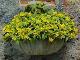 Plantas rasteiras para canteiro