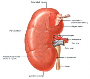 Local dos rins no corpo humano