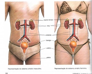 Local dos rins no corpo humano 2