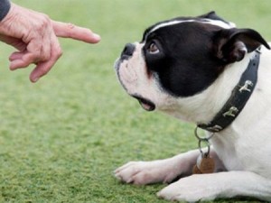 Como ensinar o cachorro a fazer necessidade no lugar certo 01