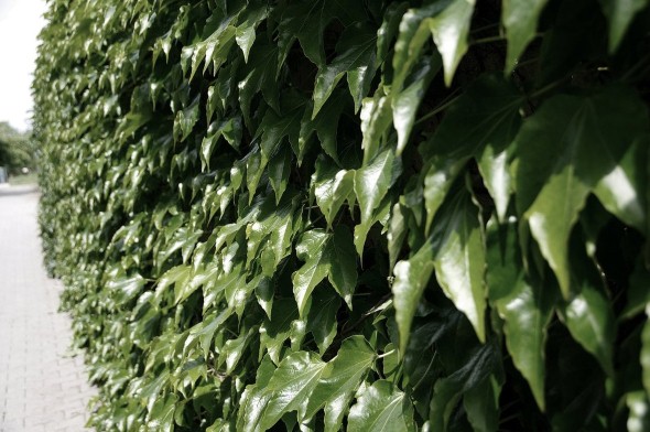 Hedera Helix, conhecida como hera inglesa, hera venenosa ou hera européia.