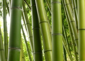 O uso do bambu 001