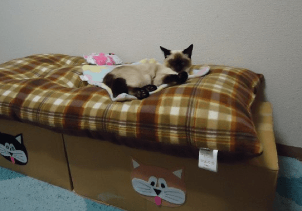 3-Como_criar_uma_cama_para_gatos_