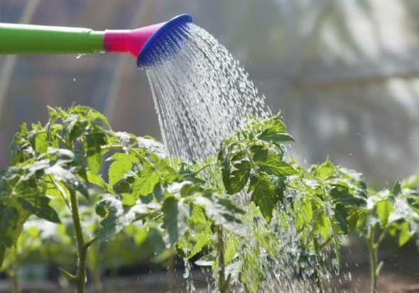 Dicas para montar uma boa horta em casa 002