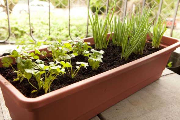 Dicas para montar uma boa horta em casa 003