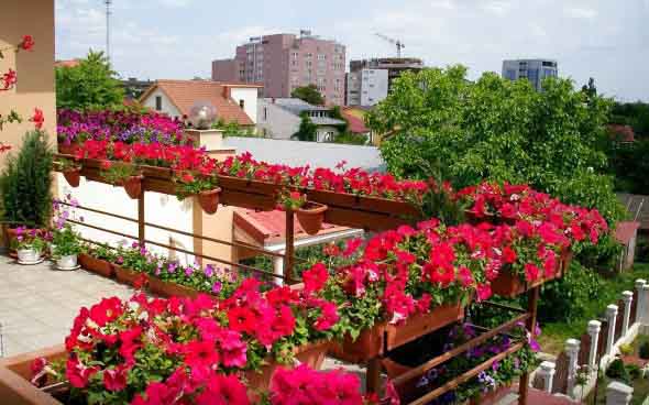 Vasos de flores na varanda 018