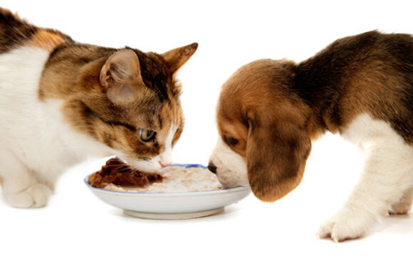 caes e gatos cebola e alho